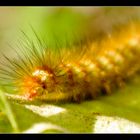 the hungry caterpillar II