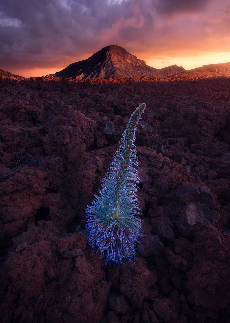 The-hunt-for-Redbugloss