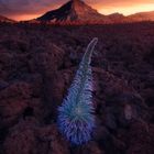 The-hunt-for-Redbugloss