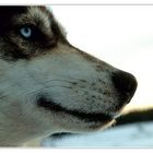 The Husky