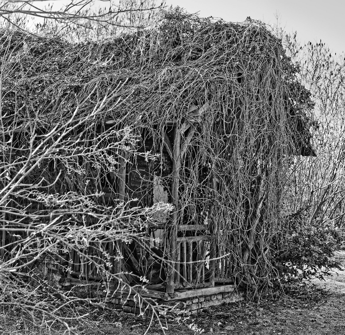 The hut in the woods / Die Hütte im Wald