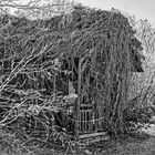 The hut in the woods / Die Hütte im Wald