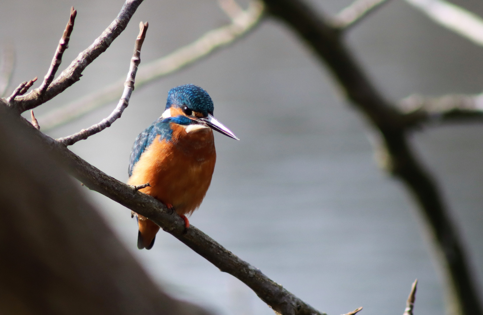 The Ice Bird