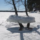 The ice covered tree