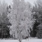 The ice frost birch