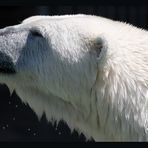 The Icebear