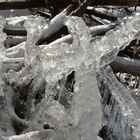 The iced branches