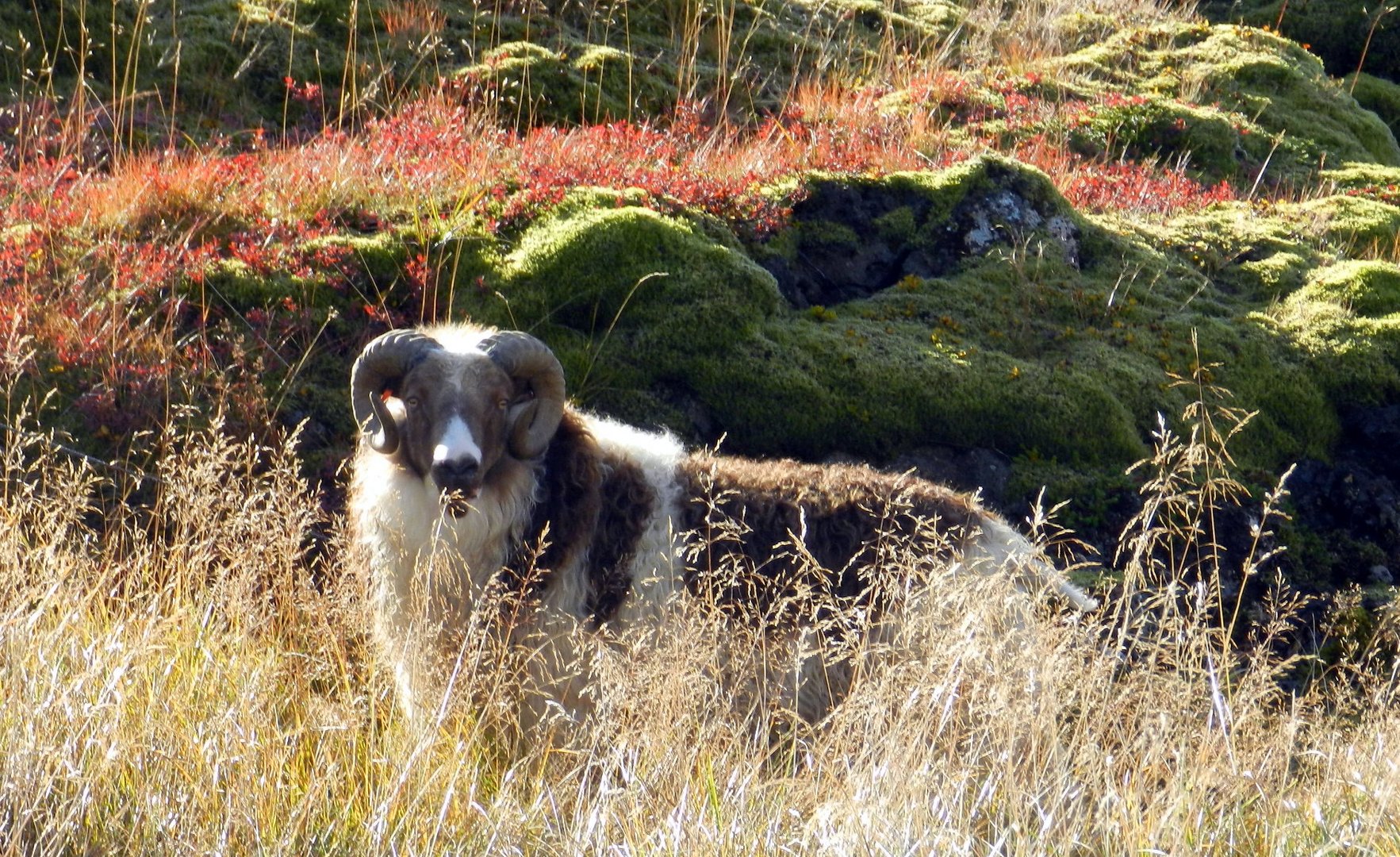 "The Icelandic killer sheep"