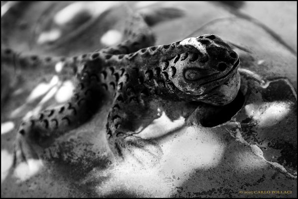 The iguana - Divertissement #1