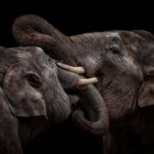 "The Indian Elephants"