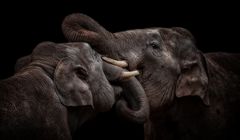 "The Indian Elephants"