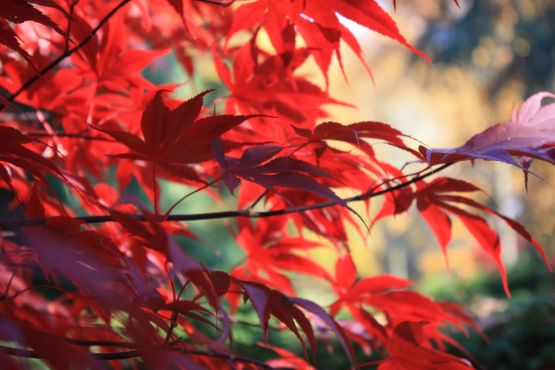 The indian summer in Deutschland