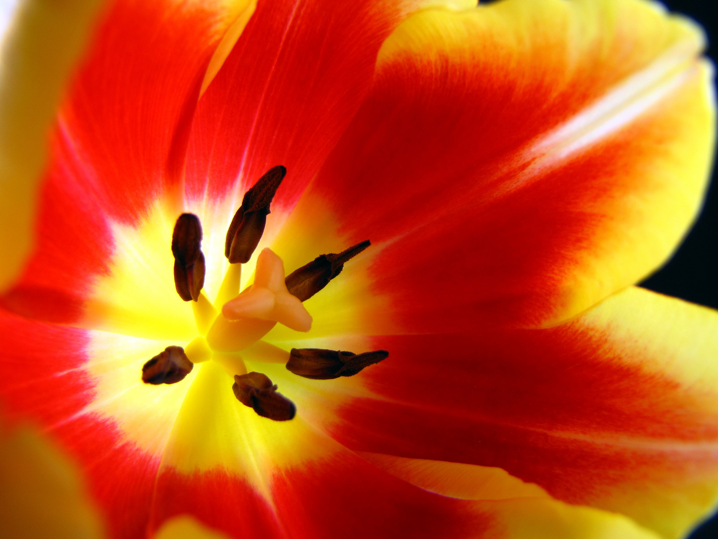 The inner tulip