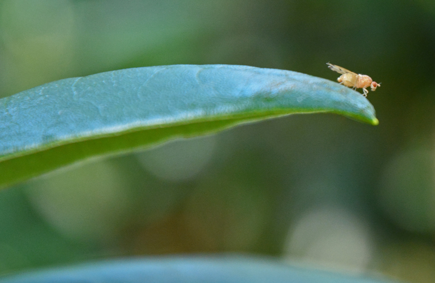 The insect on leaf