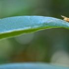 The insect on leaf