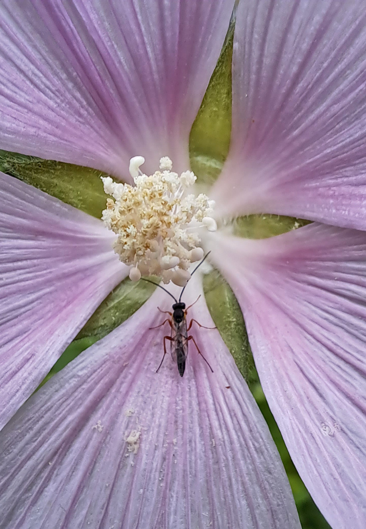 The insect on Malva