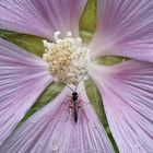 The insect on Malva