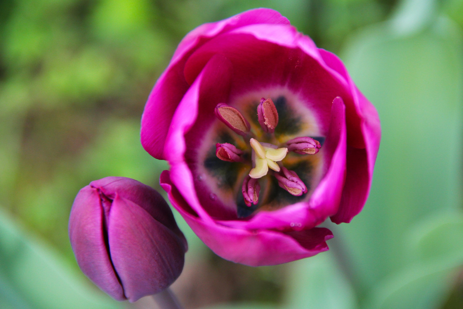 The inside of a Tulip