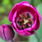 The inside of a Tulip