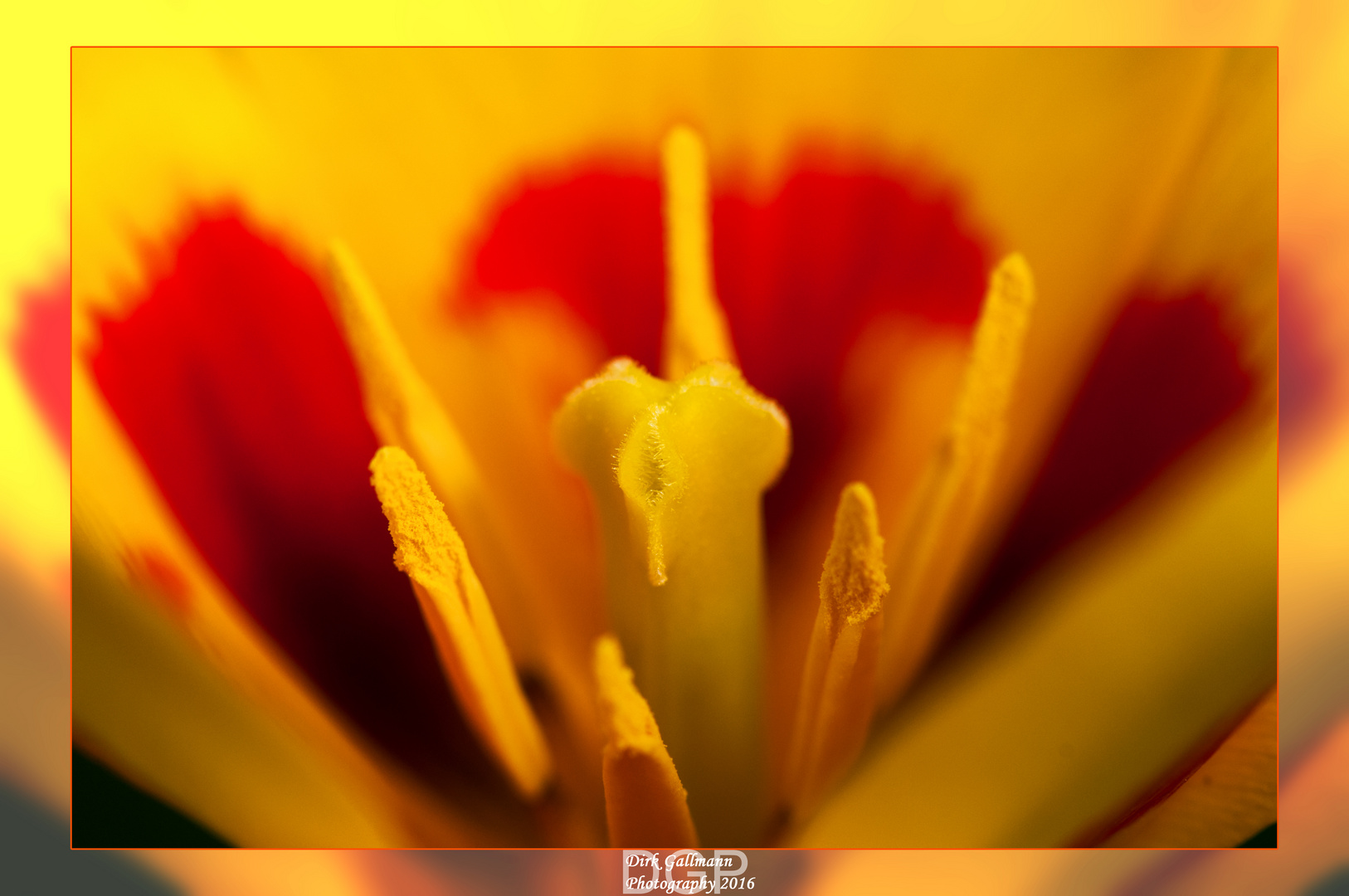 The inside of a tulip