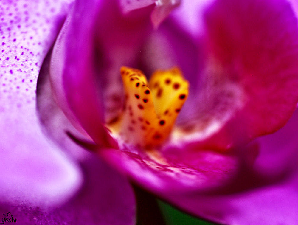 The inside secret of the Orchid