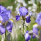 The Iris Garden