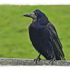 - the Irish crow -
