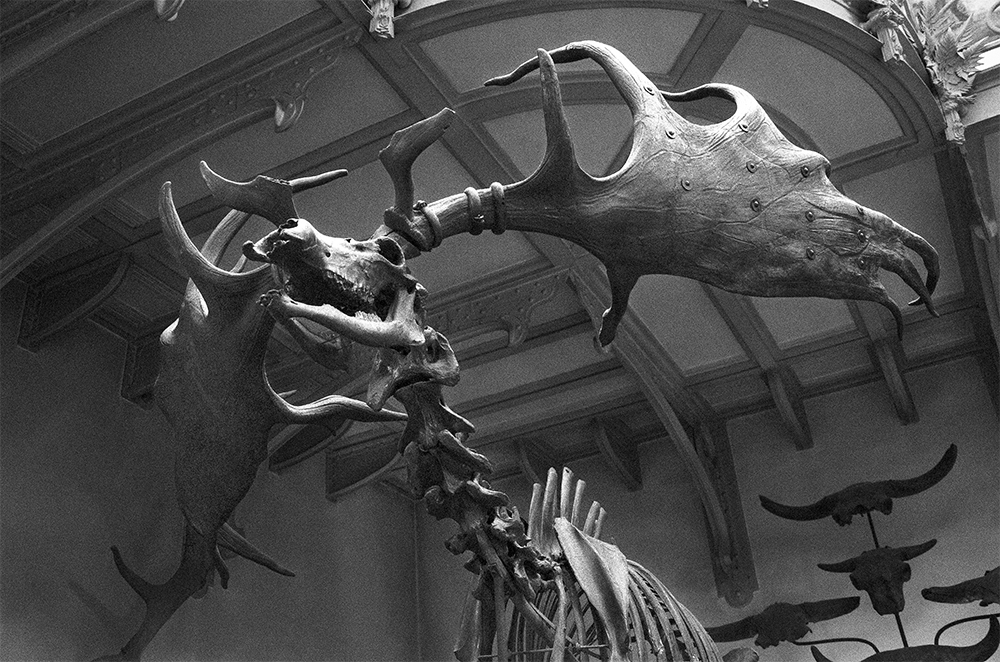 The Irish Elk