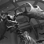 The Irish Elk