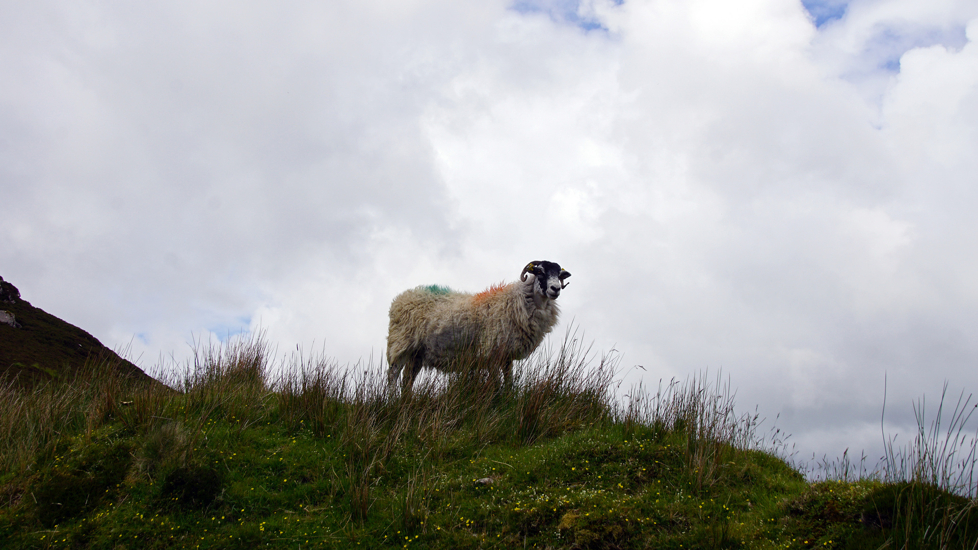 The irish sheep