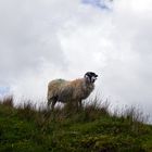 The irish sheep