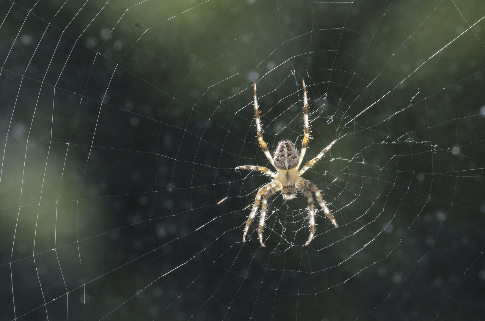 The Irresistible Spiderwoman 