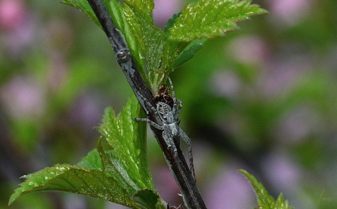 the itsy-bitsy spider 