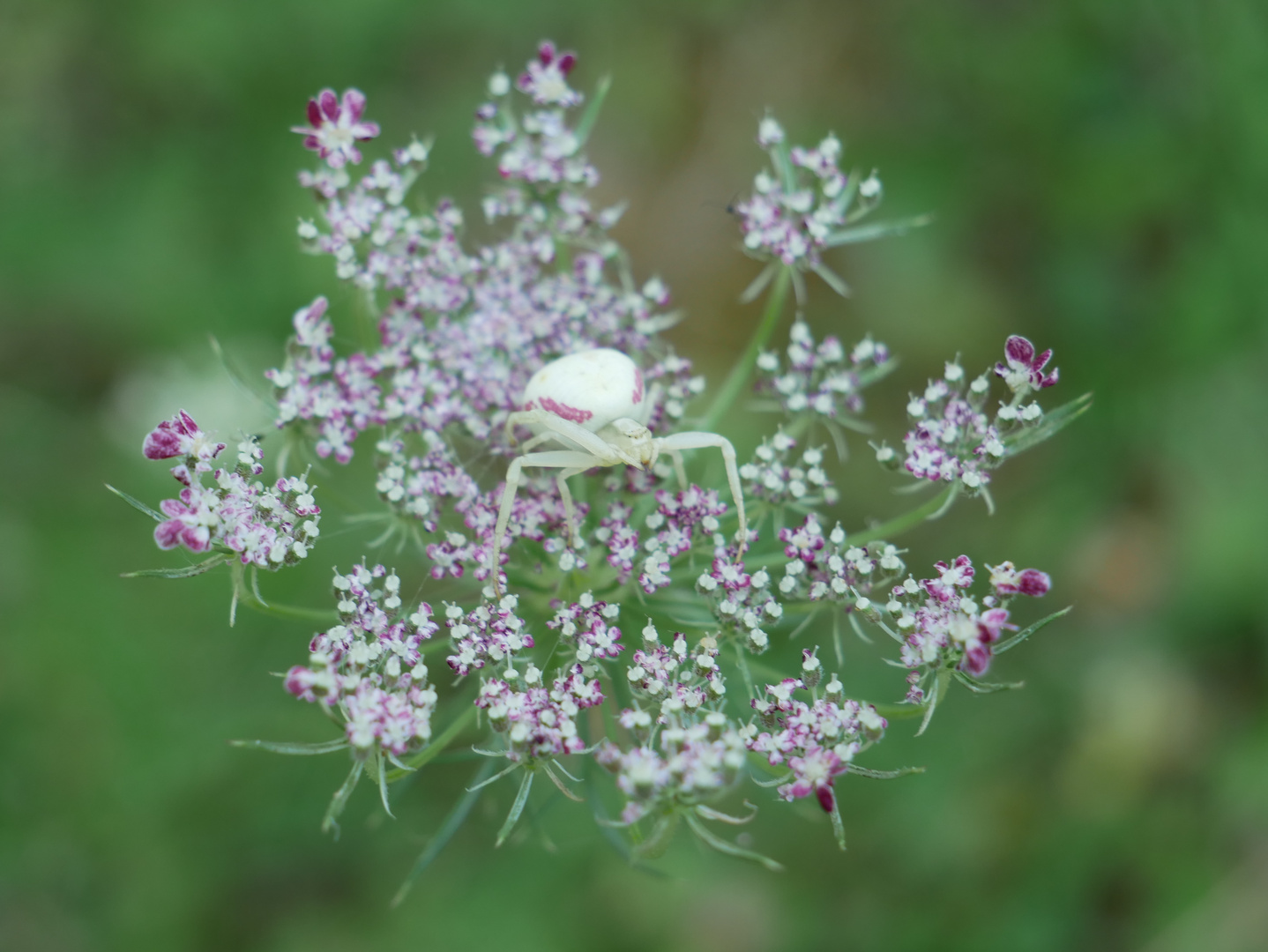 The itsy bitsy spider 