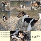 The Jack Russel - Tequila