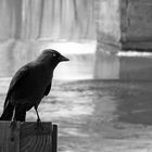 The Jackdaw