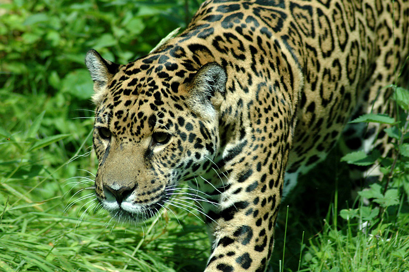 the Jaguar