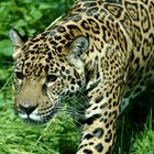 the Jaguar