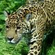 the Jaguar