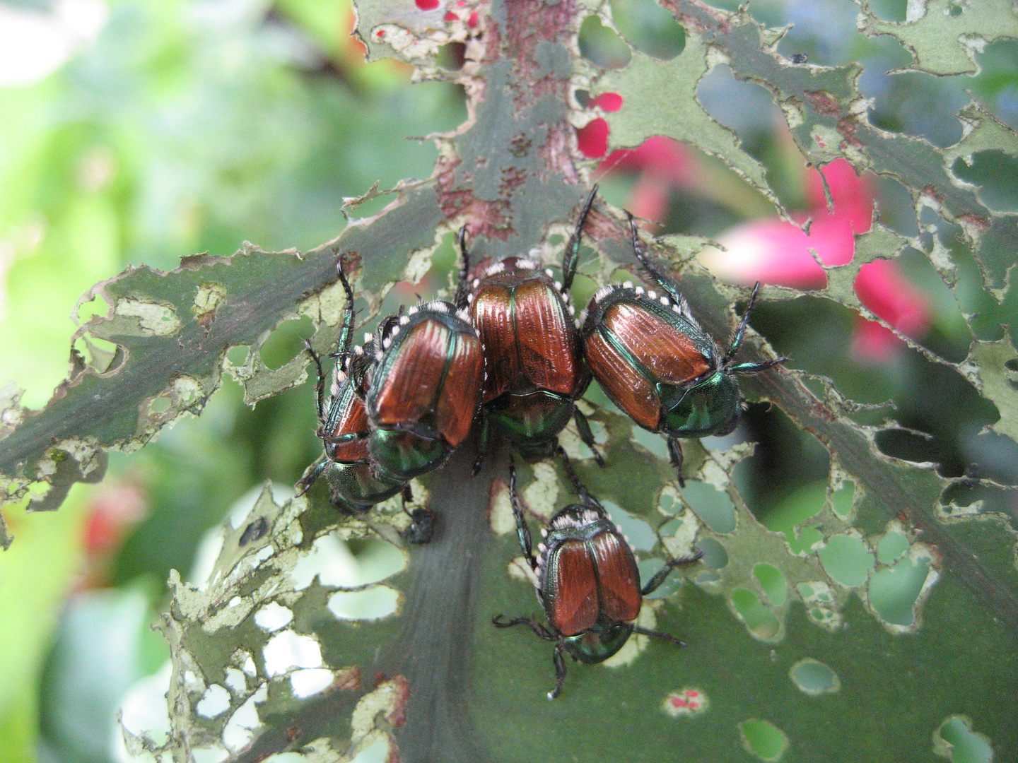 The Japanese Beetle