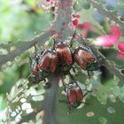 The Japanese Beetle