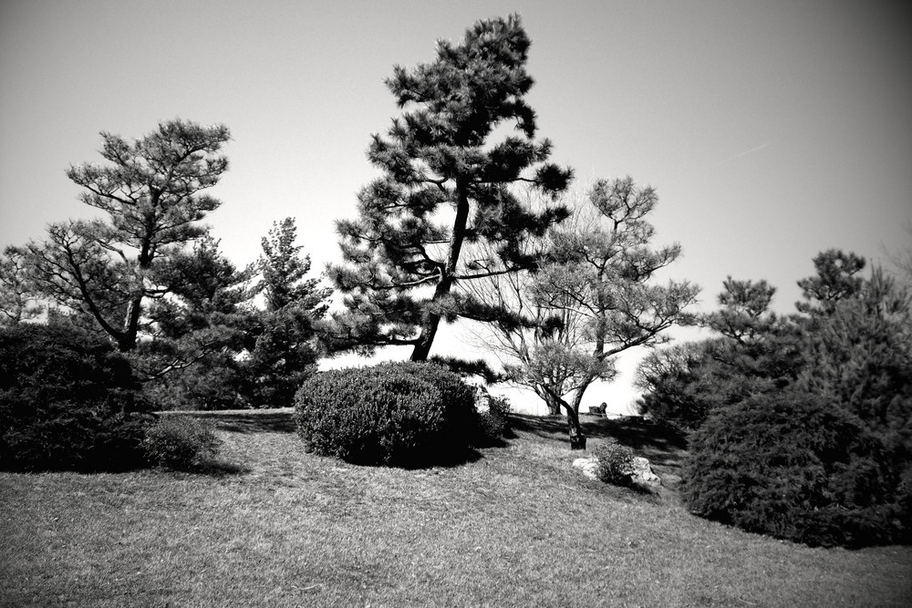 The Japanese Hill