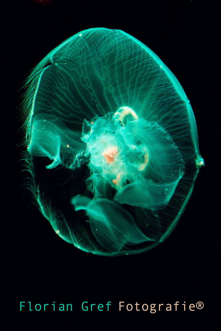 The Jellyfish