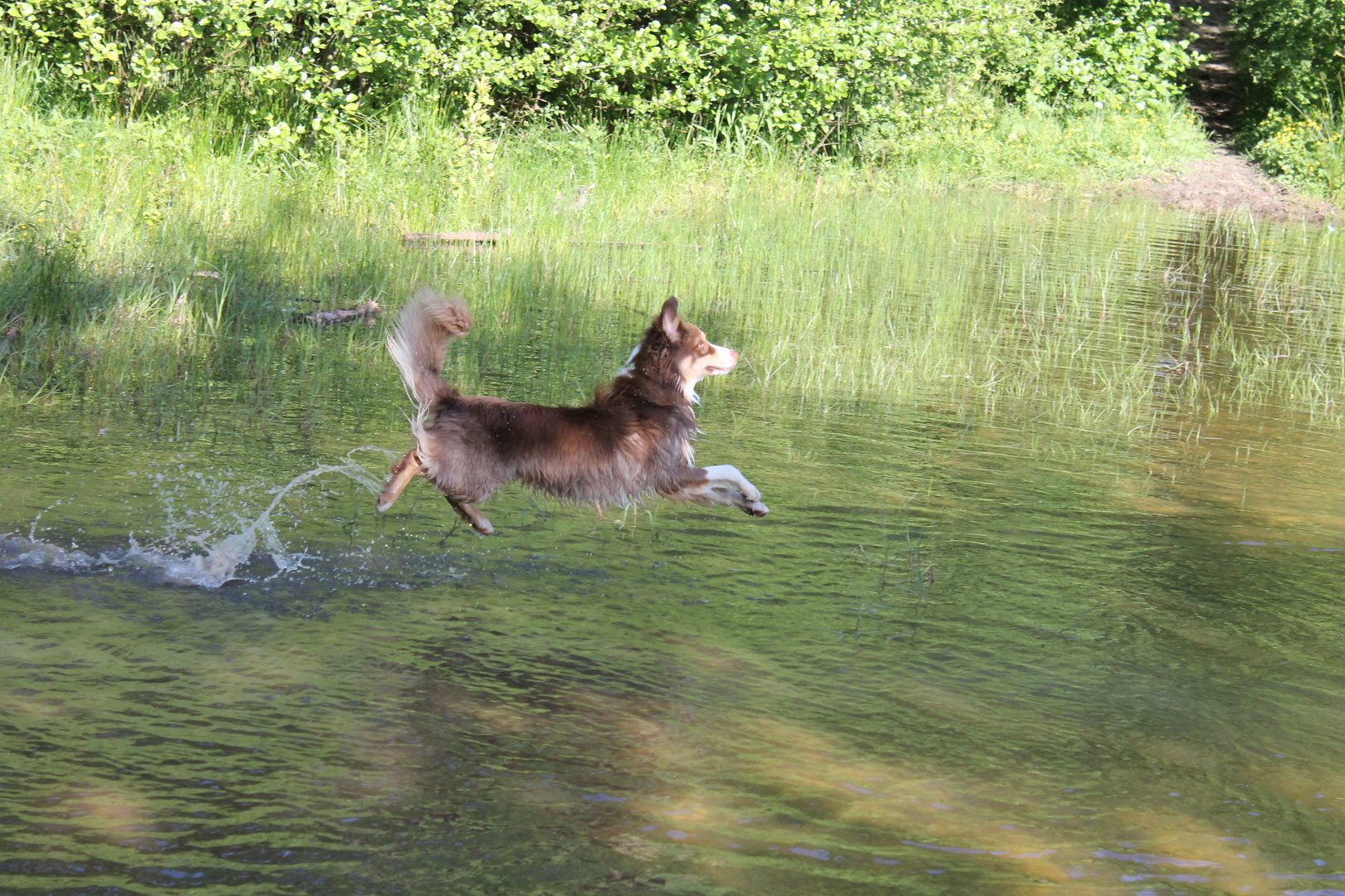 The Jesus-Dog