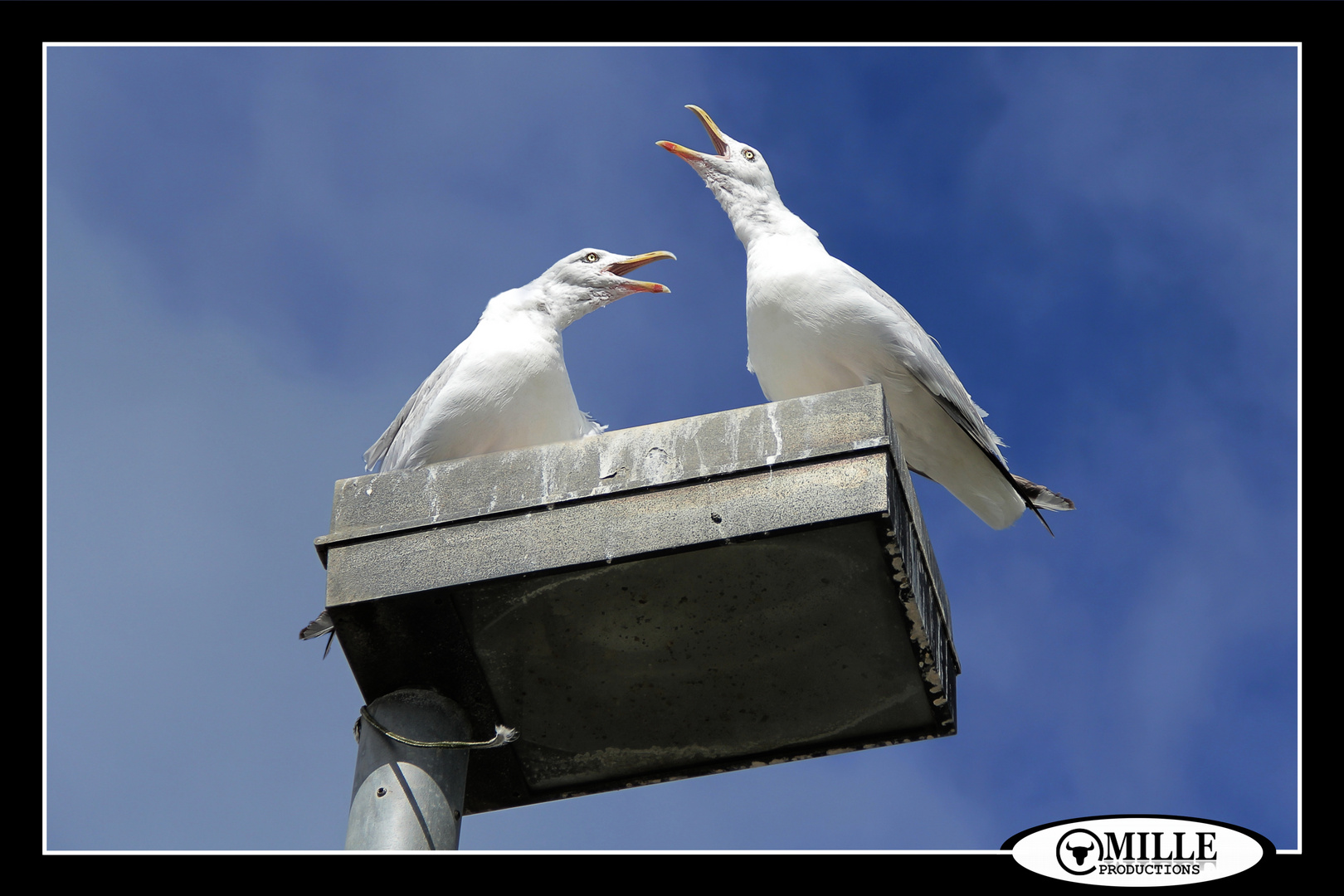 THE JOKING SEAGULLS