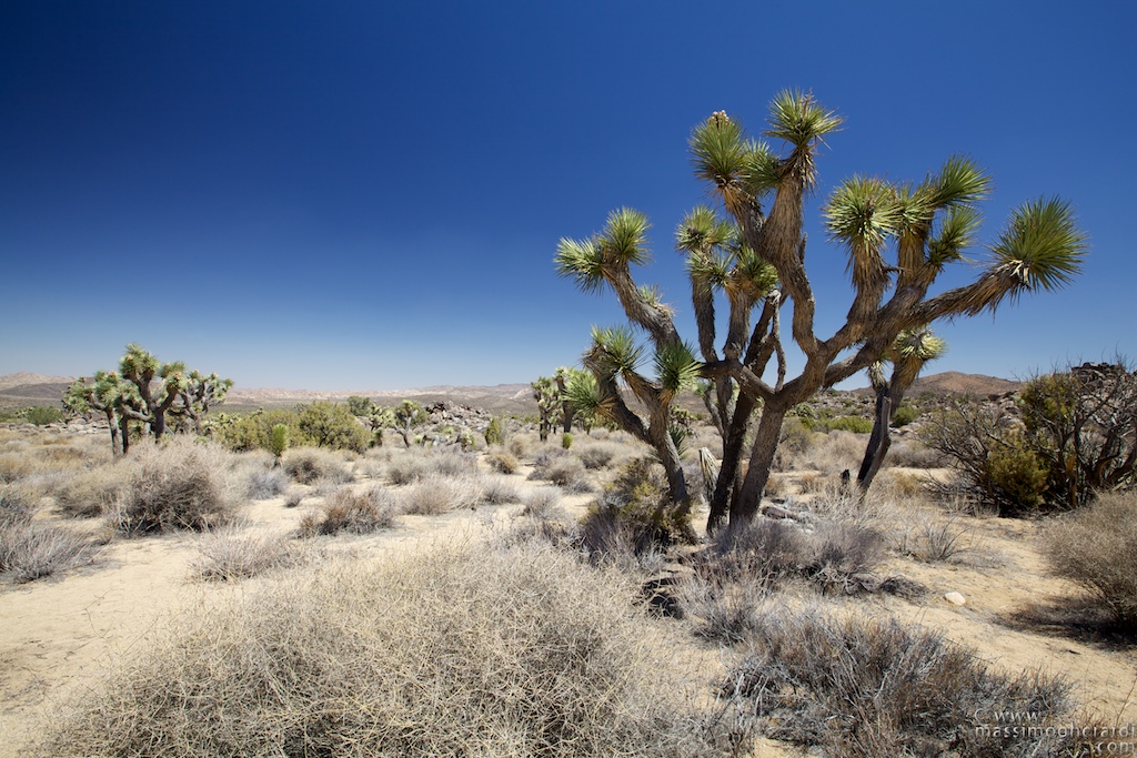 The Joshua Tree