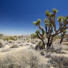 The Joshua Tree