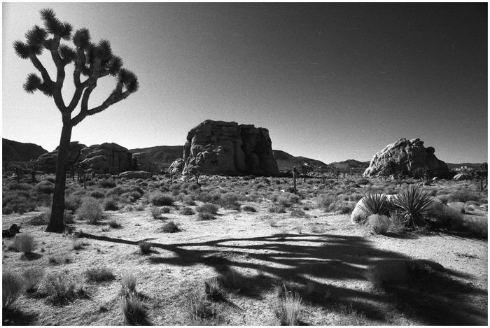  - the joshua tree -