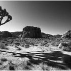  - the joshua tree -