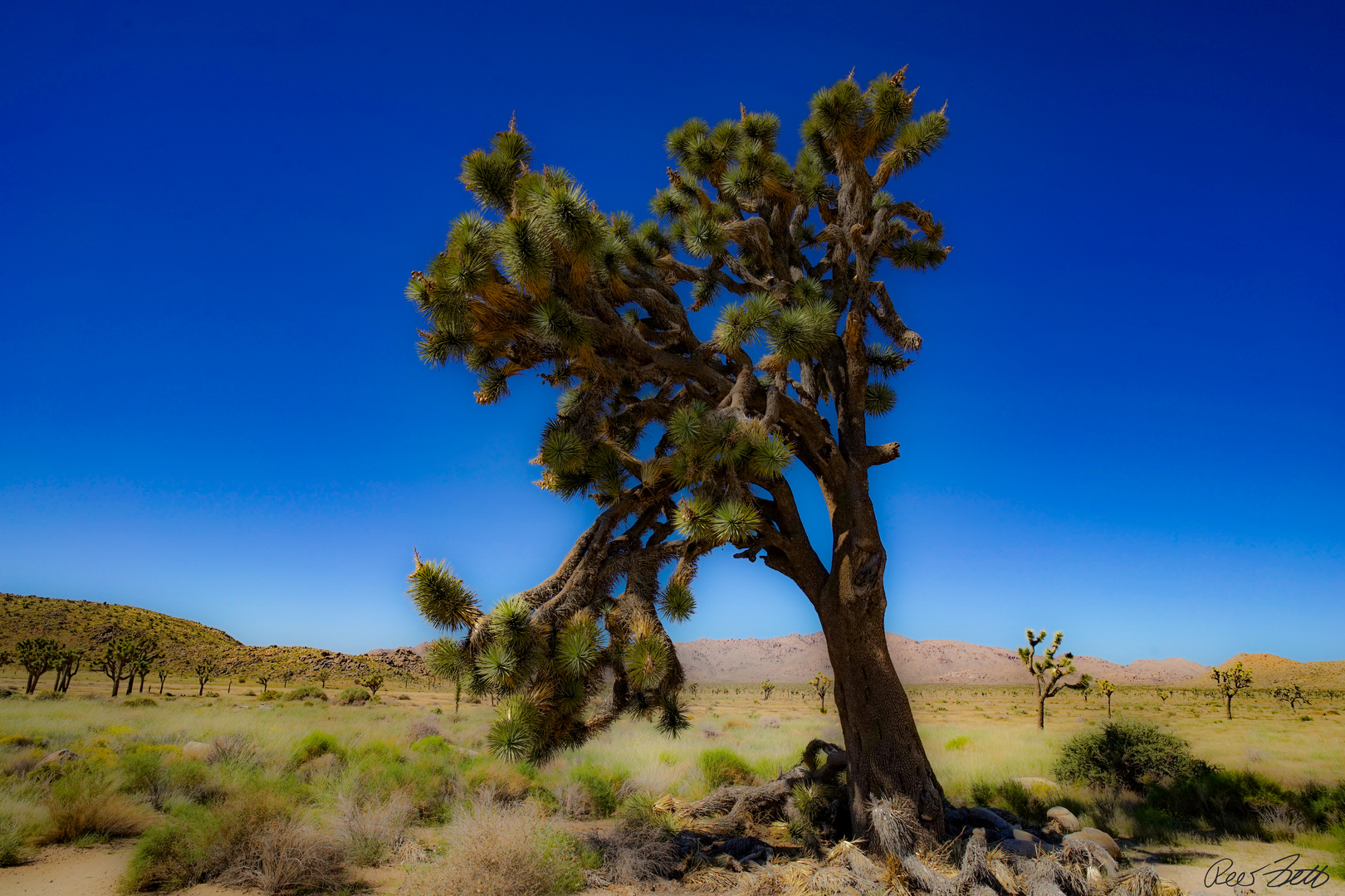 The Joshua Tree